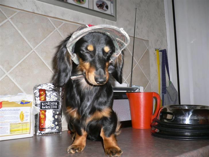 Gravhund Bornebusch`s Frida. - Har købt en ny kasket til Frida, men hun syntes ikke videre om den. billede 9