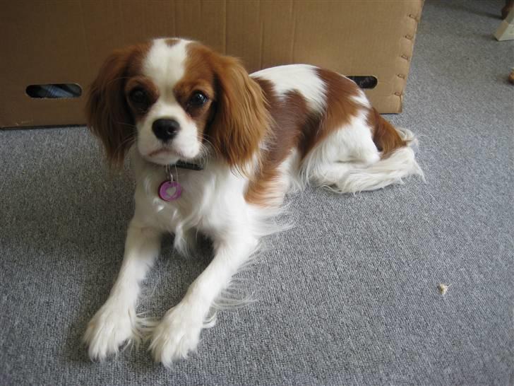 Cavalier king charles spaniel Cirkeline (Himmelhund d. 22. november 2016) - Smukke Cirkeline billede 1