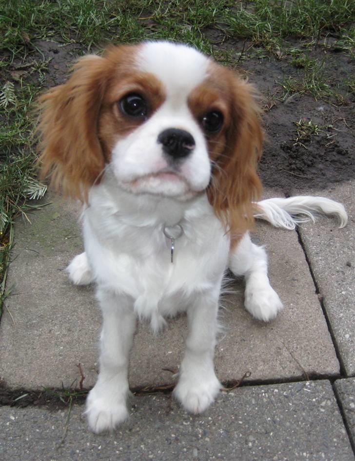 Cavalier king charles spaniel Cirkeline (Himmelhund d. 22. november 2016) billede 2
