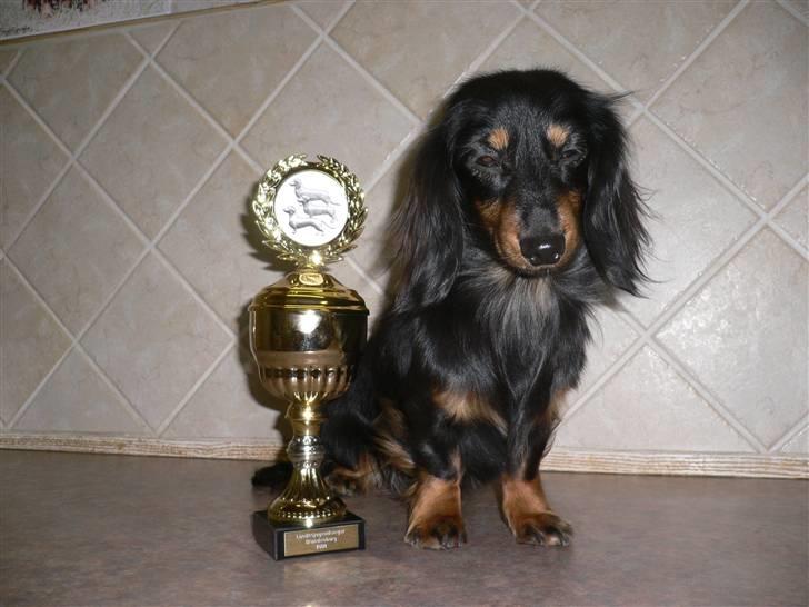 Gravhund Bornebusch`s Frida. - Brandenburg. Landessieger vinder Jugend. billede 10