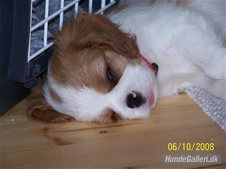 Cavalier king charles spaniel Cirkeline (Himmelhund d. 22. november 2016) billede 3