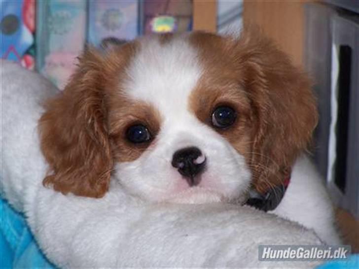Cavalier king charles spaniel Cirkeline (Himmelhund d. 22. november 2016) billede 4