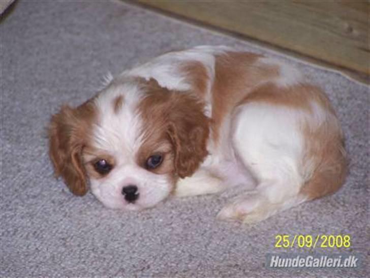 Cavalier king charles spaniel Cirkeline (Himmelhund d. 22. november 2016) billede 5