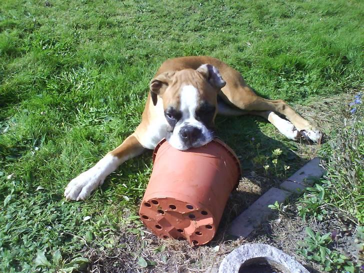 Boxer Dalton - Mmm... mors plante ting... smager dejligt... billede 9
