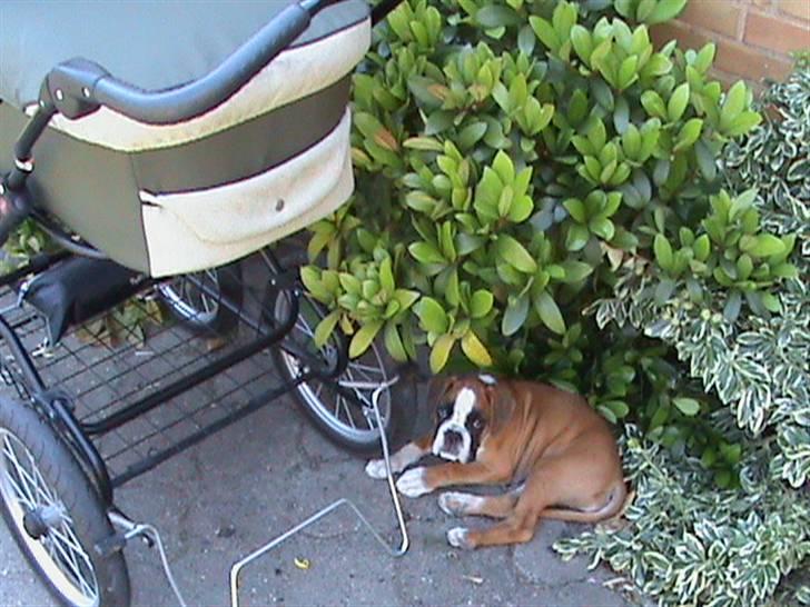 Boxer Dalton - ingen nærmer sig uden min tilladelse... billede 10