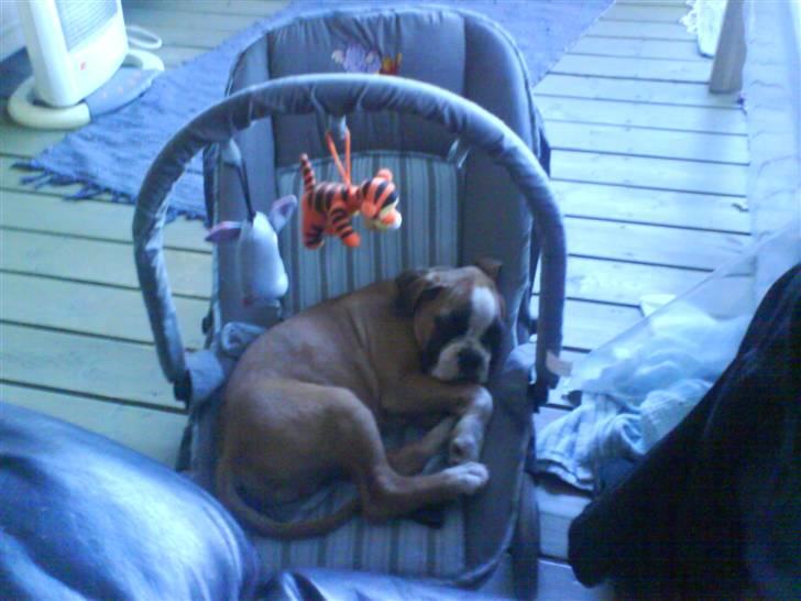 Boxer Dalton - sover skide godt i adam´s skrå stol... er bare blevet for stor nu øv bøv... billede 11