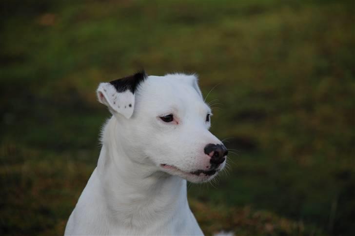 Jack russell terrier Futte billede 15