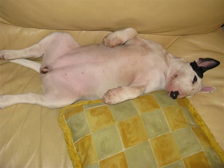 Bullterrier Sonja aka Dina Diamant billede 7