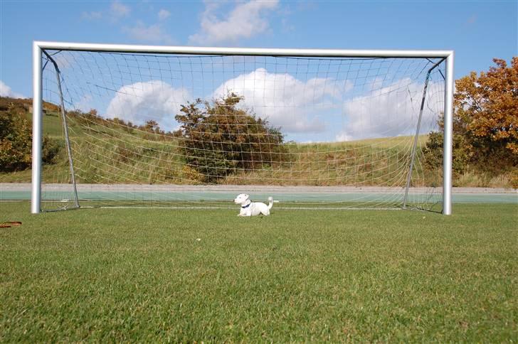 Jack russell terrier Futte billede 16