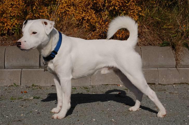 Jack russell terrier Futte billede 17