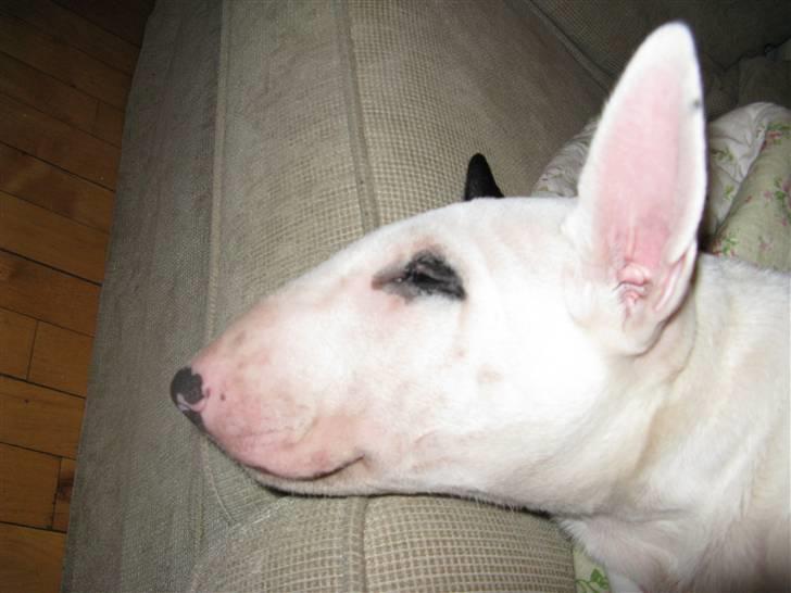 Bullterrier Sonja aka Dina Diamant billede 9