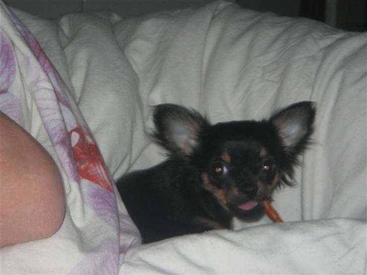 Chihuahua Sofie billede 7