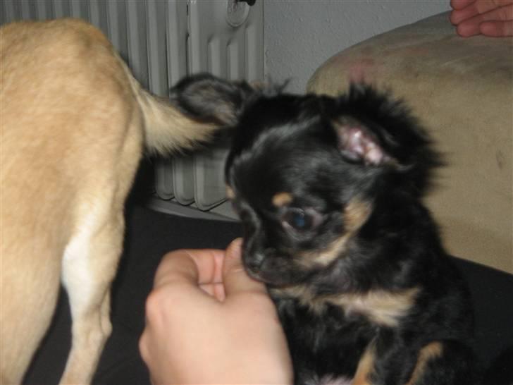 Chihuahua Sofie billede 8