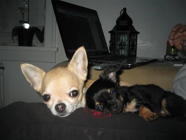 Chihuahua Sofie billede 9