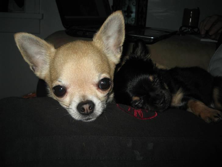 Chihuahua Magnus - Shhh, hun sover billede 11