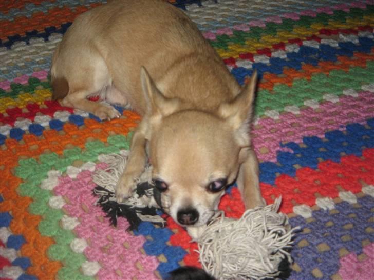 Chihuahua Magnus - Grrrrr, du får den aldrig fra mig billede 12