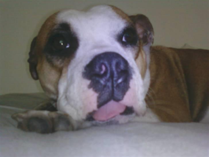 Blanding af racer Tulle - hvad ?? hvorfor kigger du sådan :D billede 2