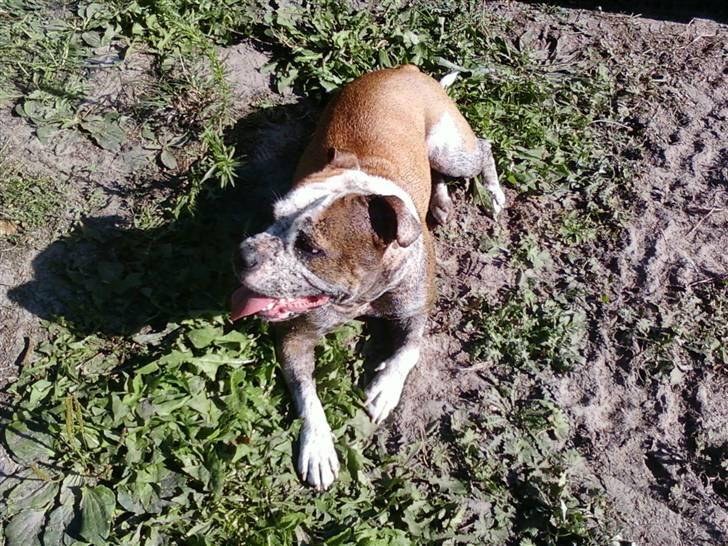 Blanding af racer Tulle billede 3