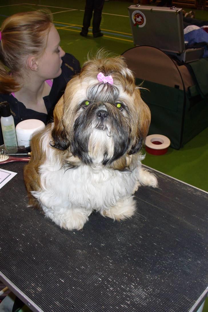 Shih tzu qiennie - så er jeg blevet 5 månder er jeg ikke flot  billede 6
