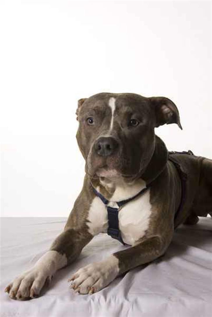 Amerikansk staffordshire terrier Spookie (flyttet) billede 10