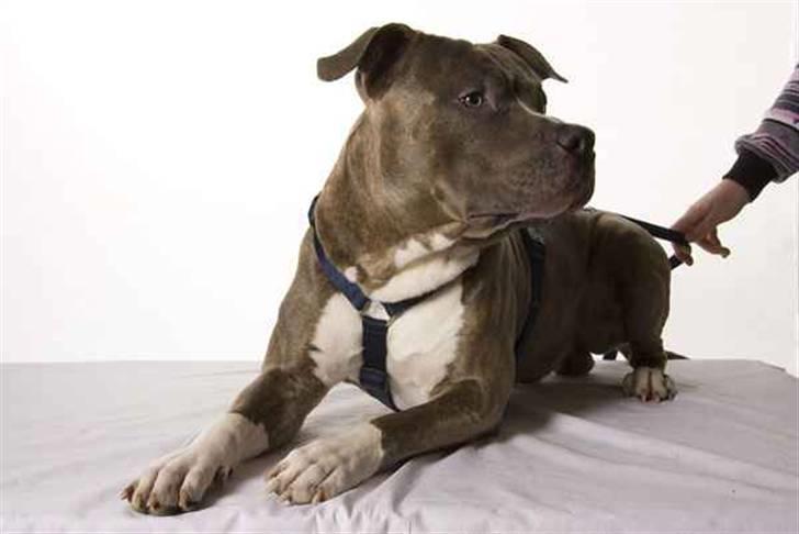 Amerikansk staffordshire terrier Spookie (flyttet) billede 11