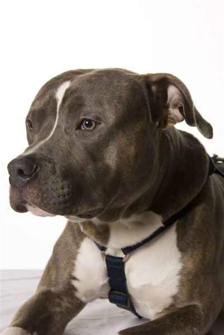 Amerikansk staffordshire terrier Spookie (flyttet) billede 12