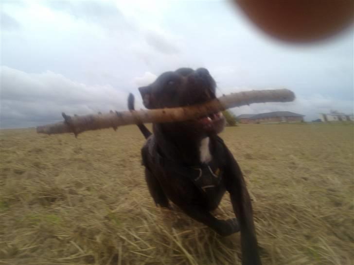 Staffordshire bull terrier Tyson - *nyt* 31/3 - 09 billede 1