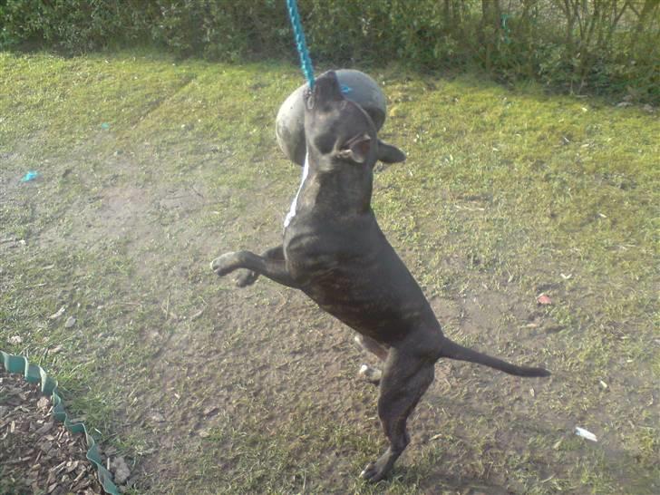 Staffordshire bull terrier Tyson - *nyt* 31/3 - 09 billede 2