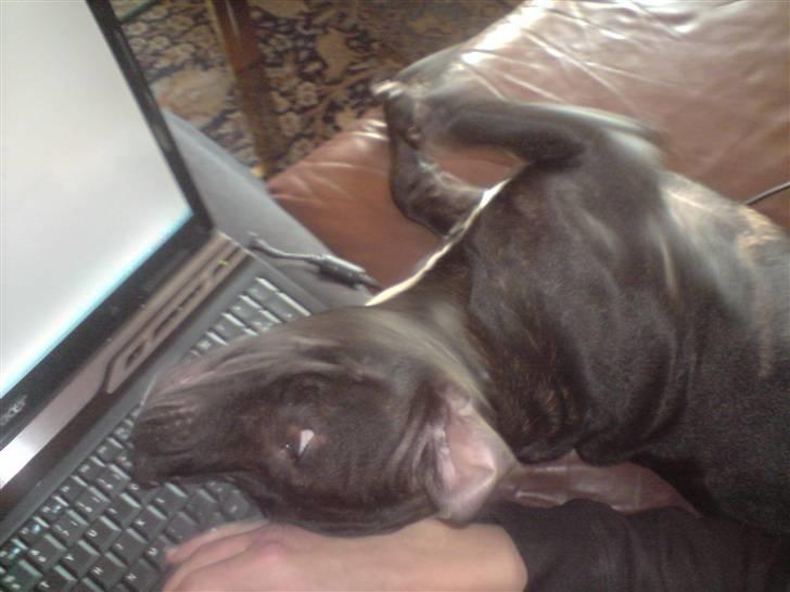 Staffordshire bull terrier Tyson - 23/2 -09 billede 3