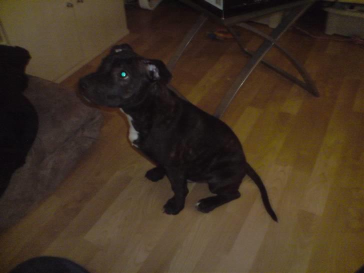 Staffordshire bull terrier Tyson - Må jeg få min Godbid nu ? :o) billede 4