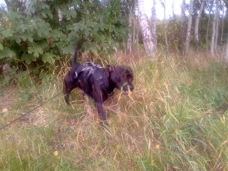 Staffordshire bull terrier Tyson billede 5