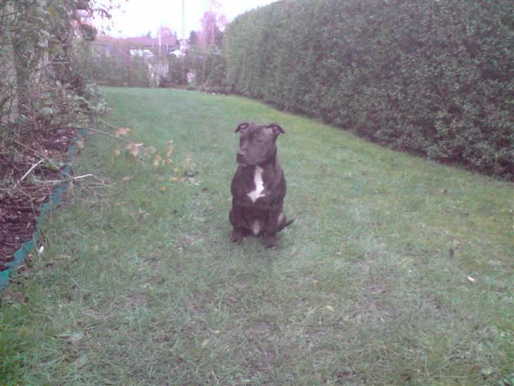Staffordshire bull terrier Tyson - lige da vi fik ham  billede 6