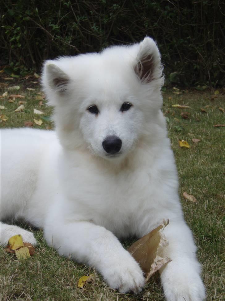 Samojedhund Kiak´s Oscar of Bow (Coco - Coco 5 måneder billede 1