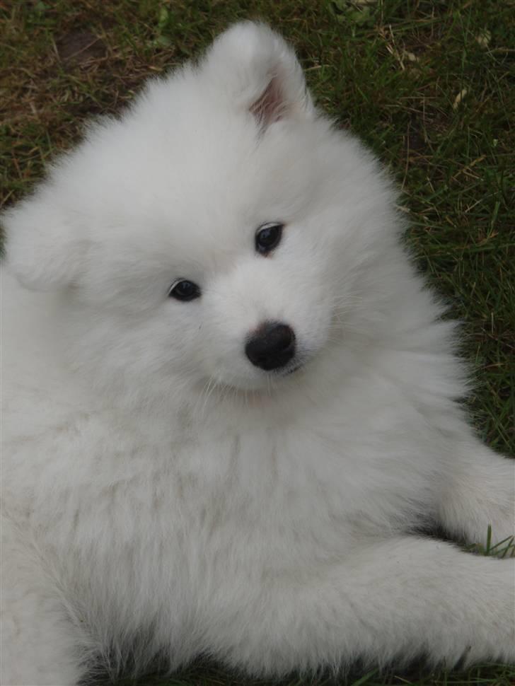 Samojedhund Kiak´s Oscar of Bow (Coco - Coco 10 uger billede 2