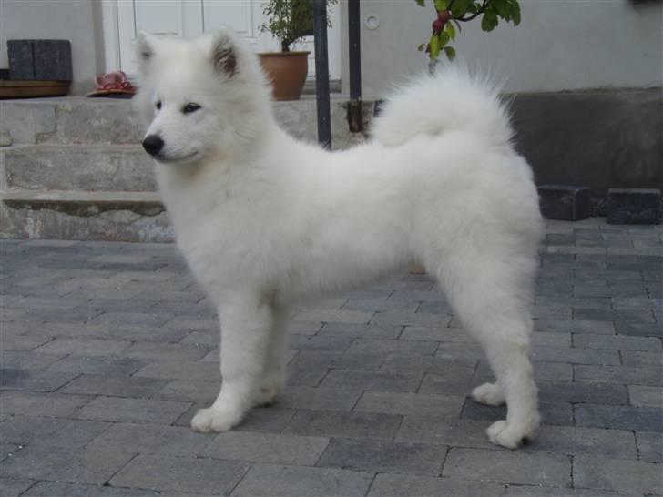 Samojedhund Kiak´s Oscar of Bow (Coco - Coco 6 måneder billede 3