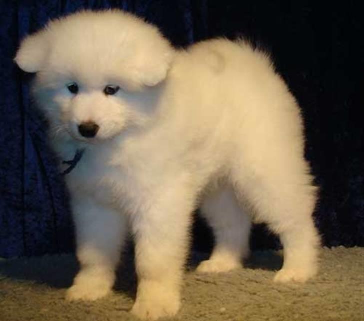 Samojedhund Kiak´s Oscar of Bow (Coco - Coco 8 uger billede 4