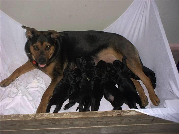 Blanding af racer Snif billede 12