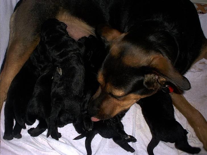 Blanding af racer Snif billede 13