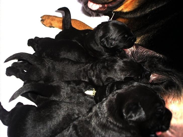 Blanding af racer Snif billede 14