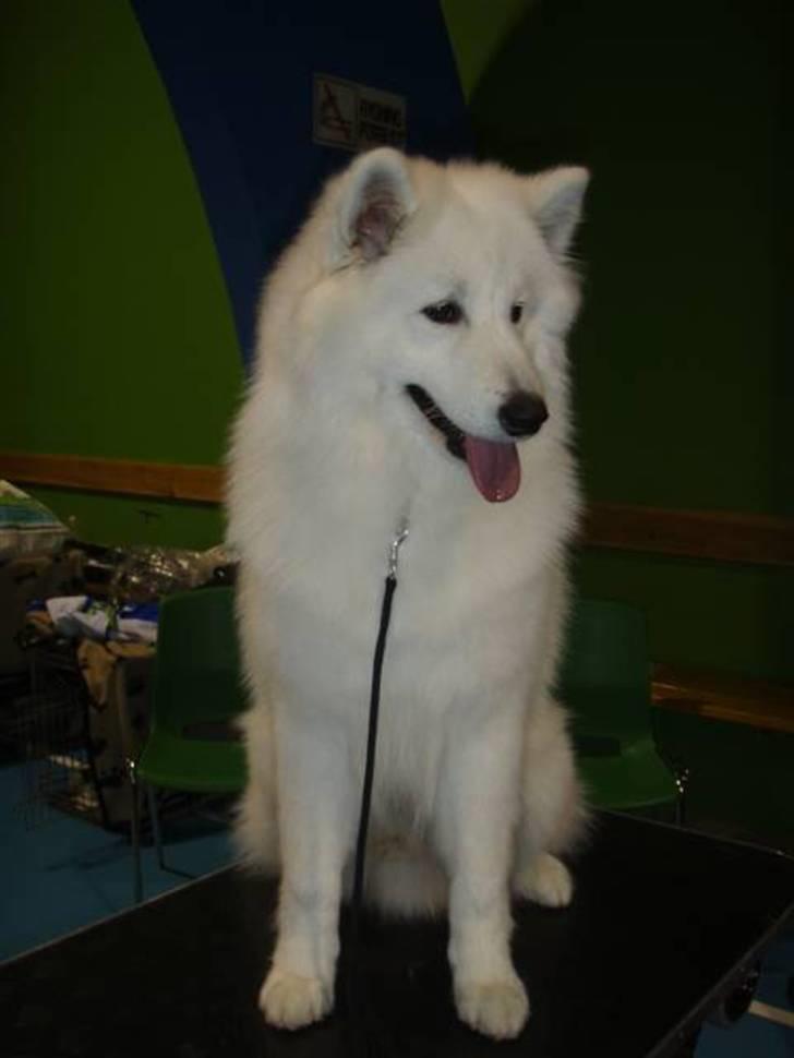 Samojedhund Kiak´s Oscar of Bow (Coco - Coco 9 måneder billede 5