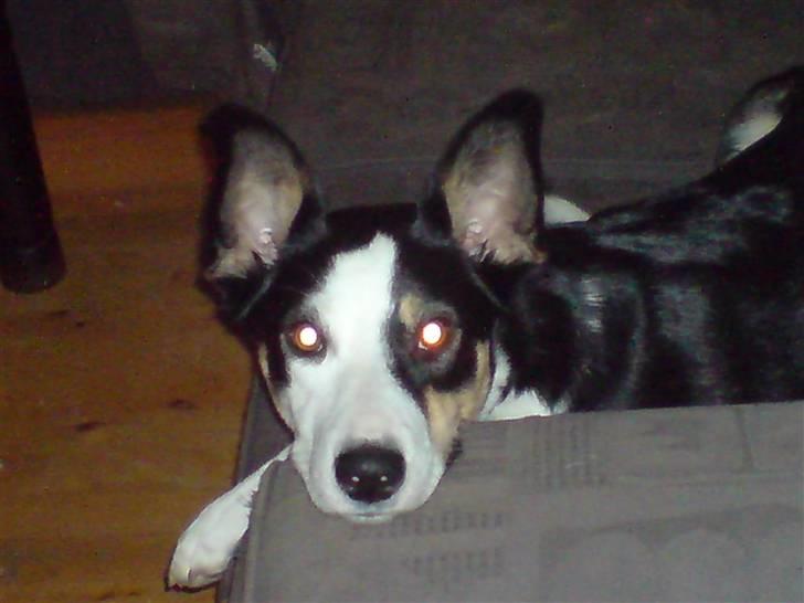 Blanding af racer nala billede 6