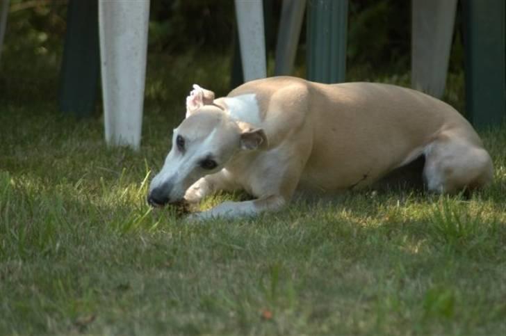 Whippet Frontrunner's Mandi - Mums.... billede 10