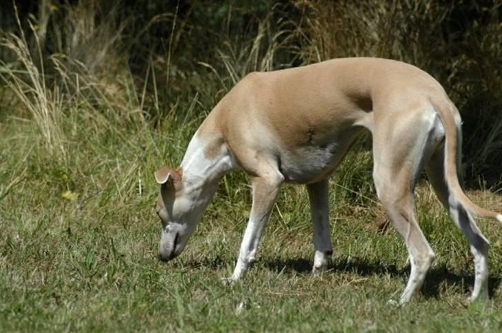 Whippet Frontrunner's Mandi billede 11