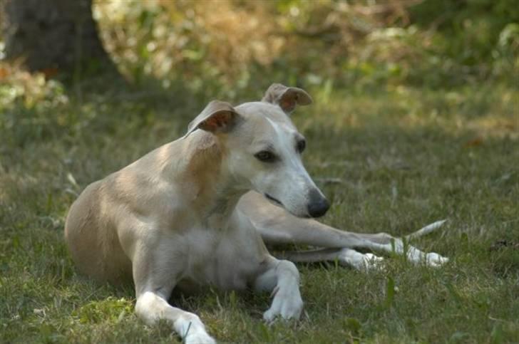 Whippet Frontrunner's Mandi billede 12