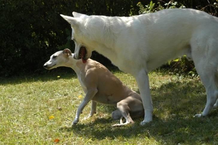 Whippet Frontrunner's Mandi - Mandi og Spike i sommerhuset. billede 13