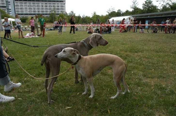 Whippet Frontrunner's Mandi - Eleu og Mandi billede 14
