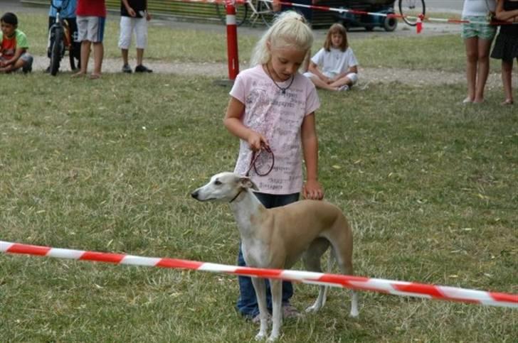 Whippet Frontrunner's Mandi - Karoline udstiller Mandi. billede 15