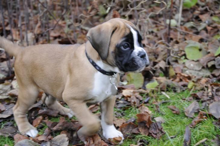 Boxer Apollo - 8 uger og på vej hjem til sin nye familie billede 20