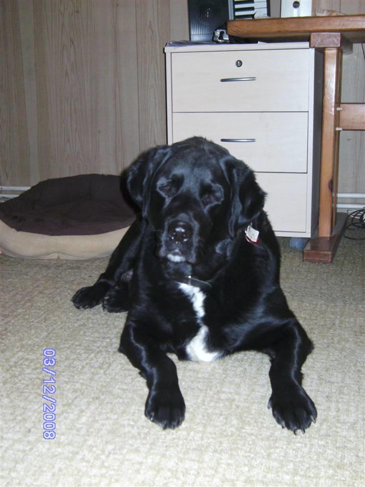 Blanding af racer Basse billede 1