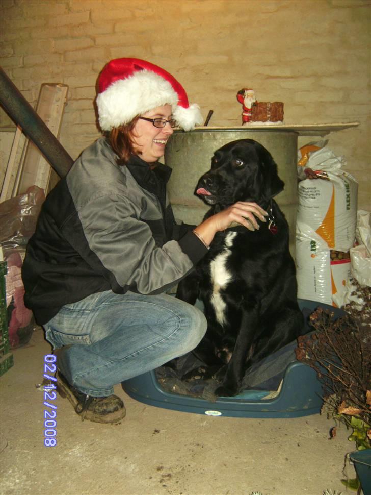 Blanding af racer Basse billede 2